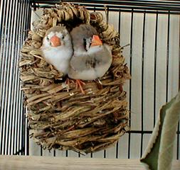 Charlie and Baker in Nest