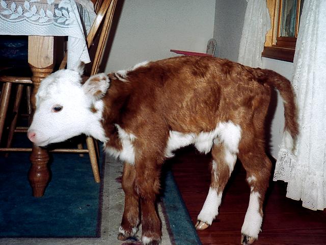 'House Cow'