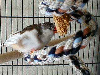 Matilda's Favorite Treat, Millet