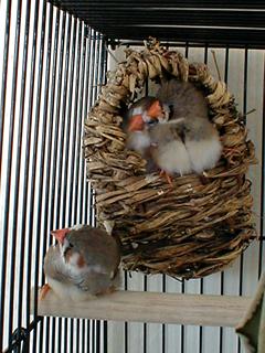 Charlie, Baker, and Abel